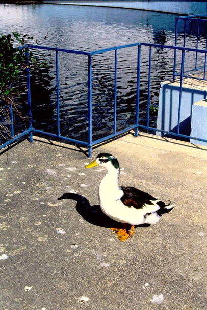Suyun yakınındaki bir iskelede duran siyah beyaz ördek. - Fotoğraf, Görsel