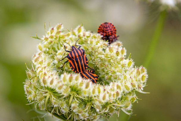 Red-Black Shield bugs (Graphosoma lineatum) in a white flower - Photo, Image