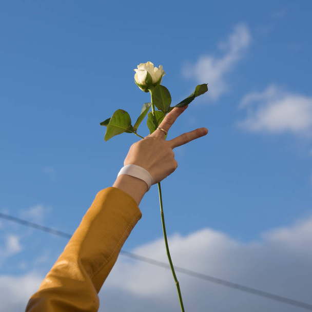 Kéz fehér szalaggal és fehér rózsa az ég hátterében. Fehérorosz békés tüntetés az elnökválasztás után Minszkben, Fehéroroszországban - Fotó, kép