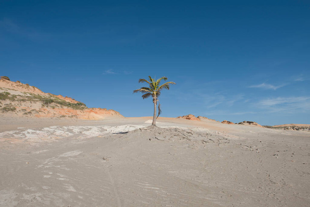ブラジル北東部、シーア州のレドンダビーチ(プライア・ダ・レドンダ)の砂丘や崖の間に孤立したヤシの木 - 写真・画像