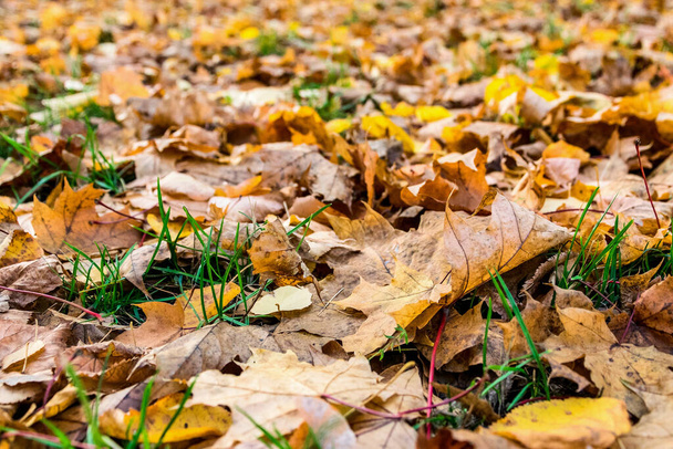 Herbst bunte Blätter und Stängel von grünem Gras - Foto, Bild