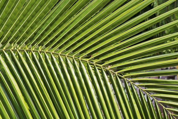 Vista parcial de una hoja de palma
 - Foto, imagen