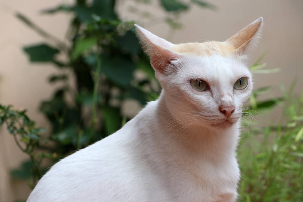 Biały kot z brązowym uchem na zielonym tle natury. To jest mały udomowiony mięsożerny ssak z miękkim futrem. - Zdjęcie, obraz