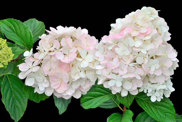 黒の背景に繊細な白ピンクのアジサイの花序を閉じます。アジサイ、美しい穏やかな花を咲かせます-夏の花の背景。葉付きの園芸植物の開花 - 写真・画像