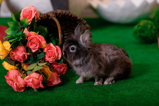 Easter bunny. The photo shows a gray Easter bunny against a background of festive flowers and a green lawn. - Foto, immagini