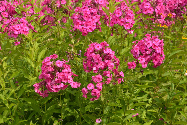 Flores púrpuras phlox paniculata. Rama floreciente de flox púrpura en el jardín en tiempo lluvioso. Enfoque selectivo borroso suave. - Foto, Imagen