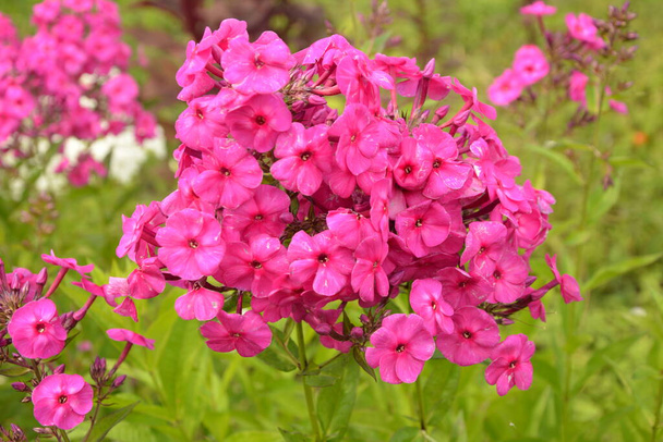 Purple flowers phlox paniculata. Flowering branch of purple phlox in the garden in rainy weather. Soft blurred selective focus. - Photo, Image