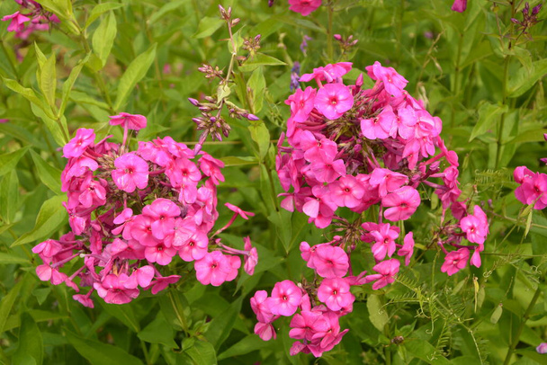 Violetit kukat leimukukka paniculata. Kukinta haara violetti leimukukka puutarhassa sateinen sää. Pehmeä hämärtynyt valikoiva painopiste. - Valokuva, kuva
