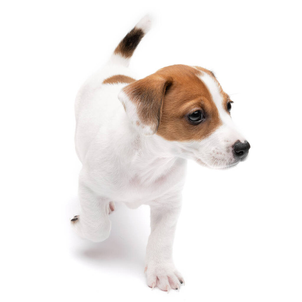 Puppy Jack Russell τεριέ στέκεται απομονωμένο σε λευκό φόντο. - Φωτογραφία, εικόνα