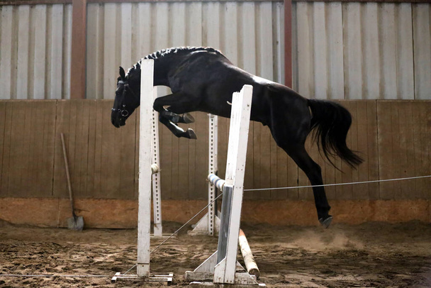 Plnokrevník mladý sportovní kůň skákání přes překážky v aréně  - Fotografie, Obrázek
