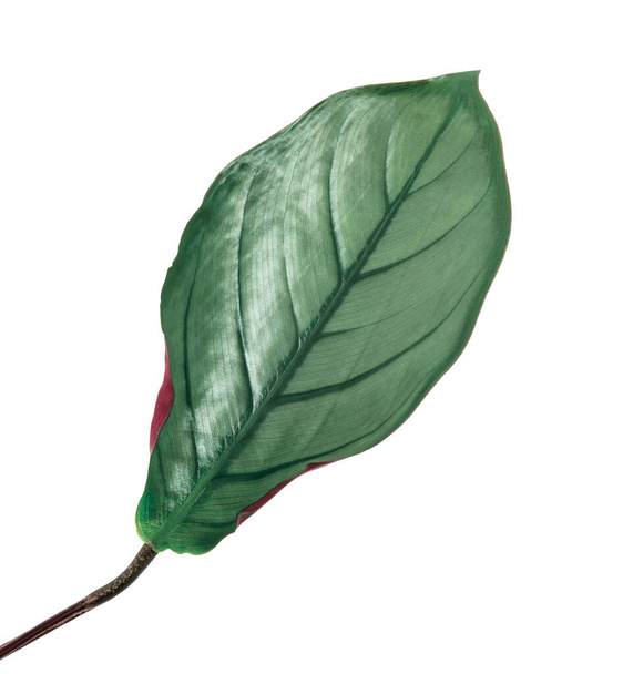 Calathea setosa blad, Ctenanthe setosa blad geïsoleerd op witte achtergrond, met knippad - Foto, afbeelding