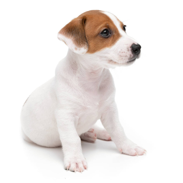 Jack Russell Terrier kiskutya ül elszigetelt fehér háttér. - Fotó, kép