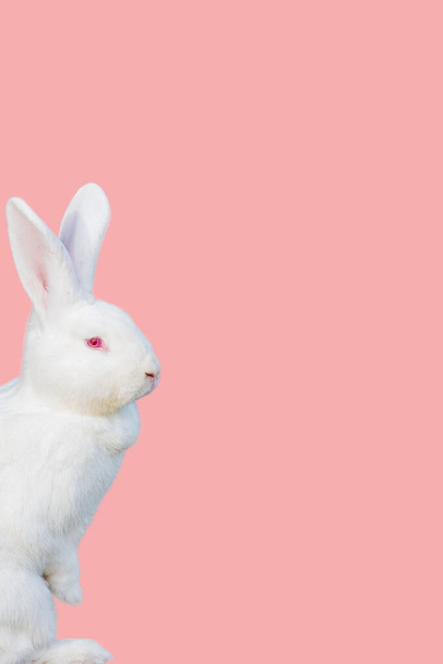 Cute young white rabbit  on a pink background  - Fotoğraf, Görsel