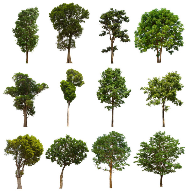 Зеленый набор изолированных деревьев расположен на белом фоне. - Фото, изображение