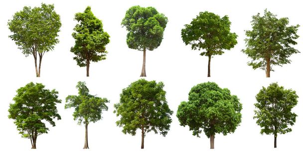 ізольований зелений набір дерев розташований на білому тлі. Колекція ізольованого зеленого дерева на білому тлі Тропічне дерево
 - Фото, зображення