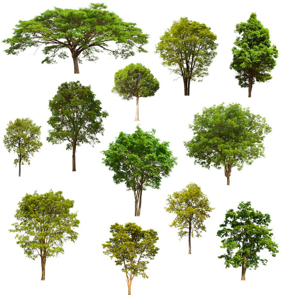 απομονωμένο δέντρο πράσινο σύνολο βρίσκεται σε ένα λευκό φόντο.Συλλογή απομονωμένο δέντρο πράσινο σε λευκό φόντο τροπικό δέντρο - Φωτογραφία, εικόνα