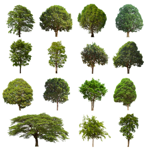 arbre isolé ensemble vert est situé sur un fond blanc Collection d'arbre isolé vert sur fond blanc Arbre tropical - Photo, image
