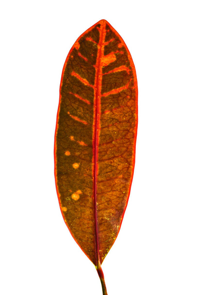 Codiaeum variegatum (Κρότον κήπου ή ποικιλόμορφο Κρότον) φύλλωμα, Close up των φύλλων του κρότου που απομονώνονται σε λευκό φόντο με μονοπάτι απόληξης - Φωτογραφία, εικόνα