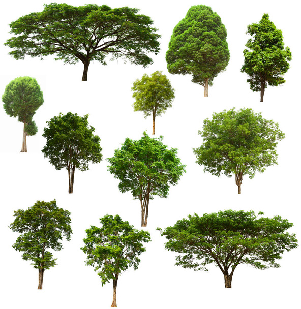 ізольований зелений набір дерев розташований на білому тлі. Колекція ізольованого зеленого дерева на білому тлі Тропічне дерево
 - Фото, зображення