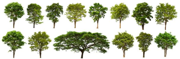 Зеленый набор изолированных деревьев расположен на белом фоне. - Фото, изображение
