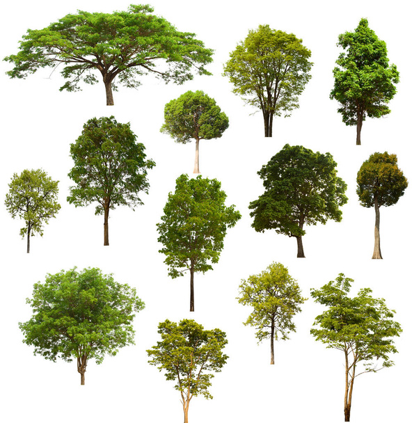 erillinen puun vihreä sarja sijaitsee valkoisella taustalla.Kokoelma eristetty puun vihreä valkoisella pohjalla Trooppinen puu - Valokuva, kuva