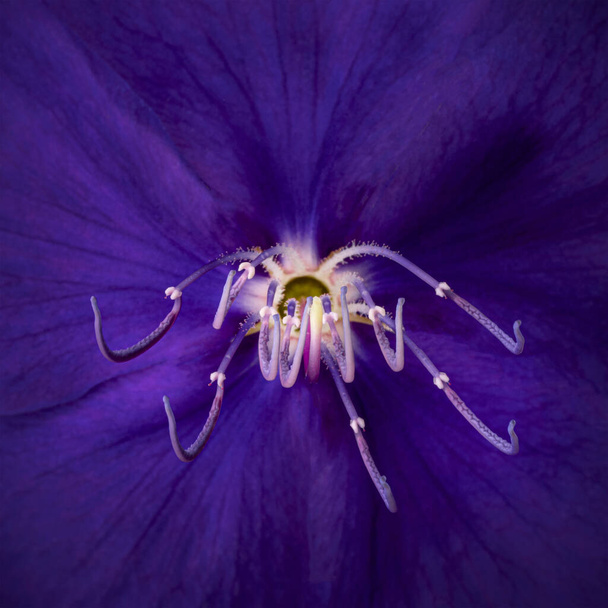 Primer plano de Malabar melastome flores, fondo de flores púrpura tropical - Foto, Imagen