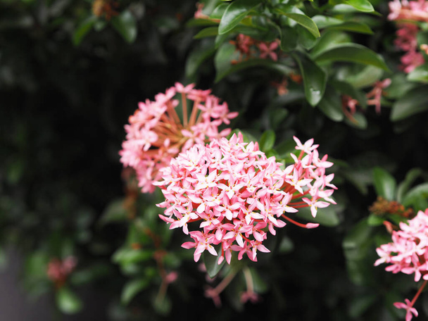 bush Ixora chinensis blooming in garden on nature background, Rubiaceae pink flower - Photo, Image