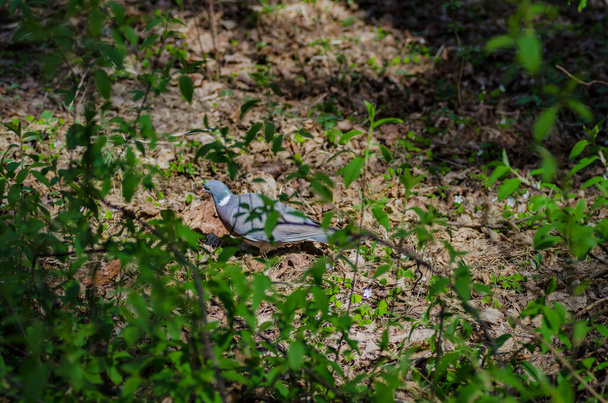 a beautiful wild pigeon with colorful feathers walks in the forest, looking for food and eating in a good mood - 写真・画像