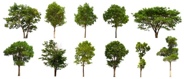 İzole edilmiş ağaç yeşili beyaz arkaplanda yer almaktadır. Beyaz arkaplanda izole edilmiş ağaç koleksiyonu - Fotoğraf, Görsel