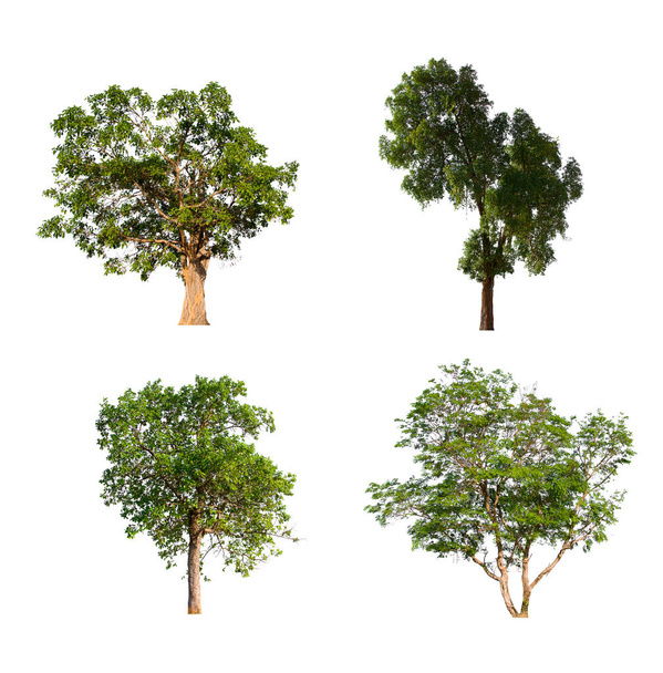 Das vereinzelte Baumgrün befindet sich auf weißem Hintergrund. Sammlung von isolierten Baum auf weißem Hintergrund Tropischer Baum - Foto, Bild