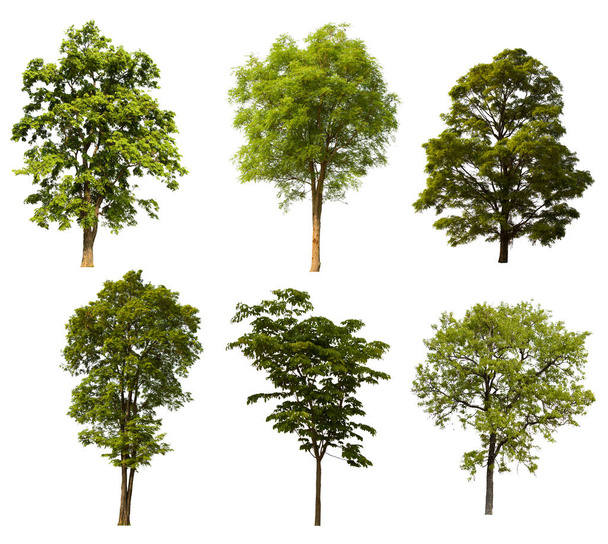 vert arbre isolé est situé sur un fond blanc. Collection d'arbres isolés sur fond blanc Arbre tropical - Photo, image