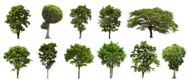 conjunto de árboles verdes aislados se encuentra en un fondo blanco.Colección de árboles verdes aislados sobre fondo blanco Árbol tropical - Foto, imagen