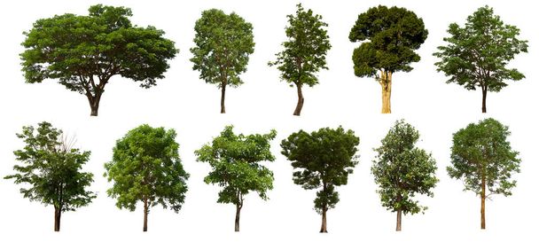 isolado árvore verde conjunto está localizado em um fundo branco.Coleção de árvore isolada verde sobre fundo branco árvore tropical
 - Foto, Imagem