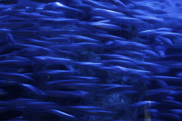 Fauna of the deep sea in a aquarium - Фото, изображение