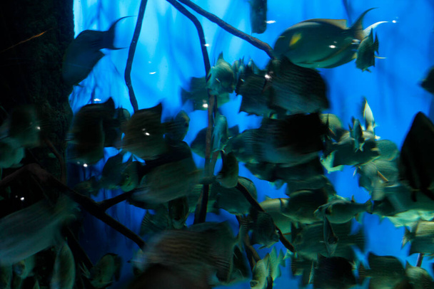 Fauna of the deep sea in a aquarium - Photo, Image