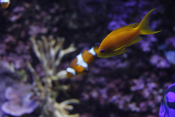 Fauna del mar profundo en un acuario - Foto, imagen