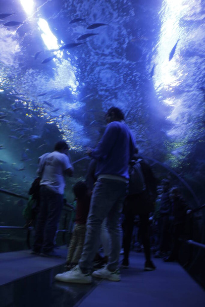 Fauna of the deep sea in a aquarium - Photo, Image