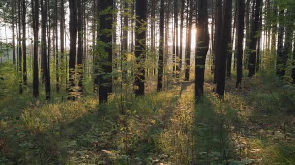 Sonnenuntergang im Wald, Sonnenstrahlen. 4K-Zeitraffer. - Filmmaterial, Video