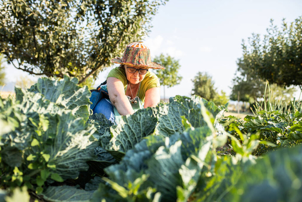 Dojrzała kobieta spaceruje i zbiera warzywa z własnego ogrodu w słoneczne letnie popołudnie, widok z przodu - Zdjęcie, obraz