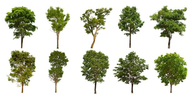 izolowane drzewo zielony zestaw znajduje się na białym tle.Collection izolowane drzewo zielone na białym tle Tropikalne drzewo - Zdjęcie, obraz