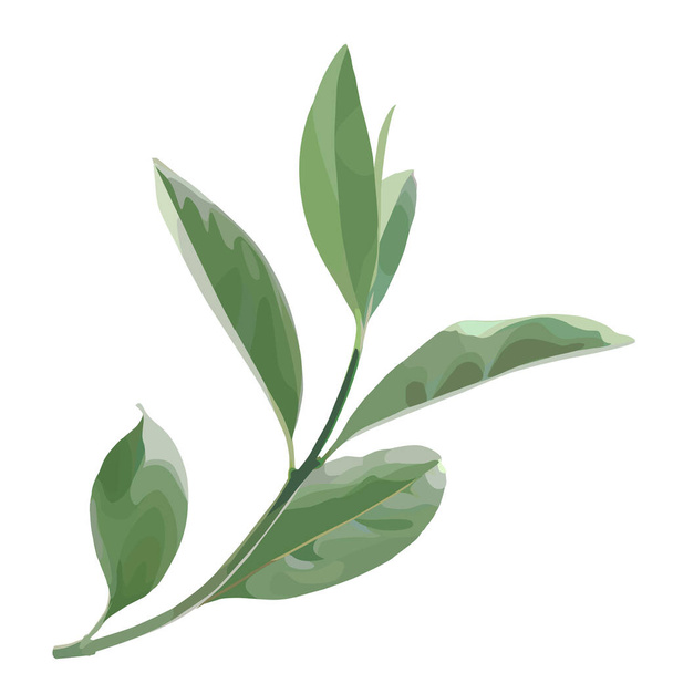 Beautiful twig with green leaves illustration on white background. Stylish design - 写真・画像