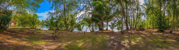 Панорамная картина тропических лесов на острове Карп в Палау - Фото, изображение