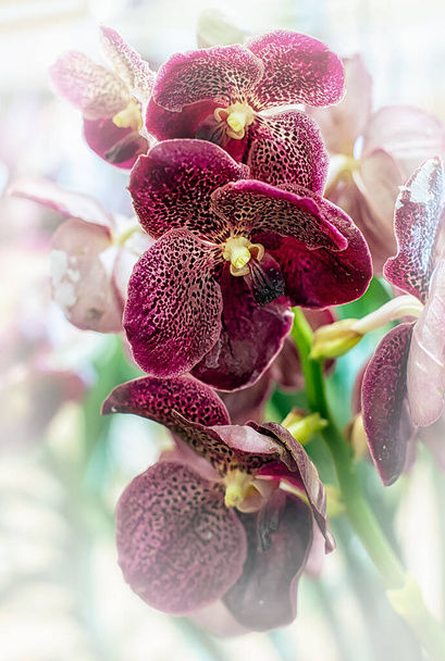 Vanda orchidej květiny v Thajsku - Fotografie, Obrázek