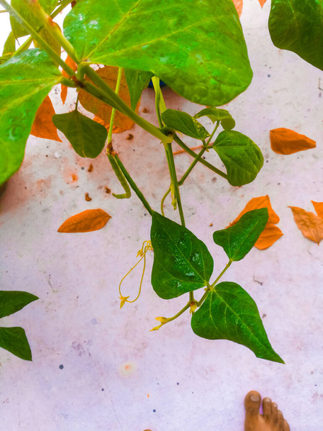 Hojas de una planta de guisante en un fondo blanco.Las hojas son de color verde y las hojas secas que están húmedas tienen color anaranjado.Los guisantes están colgando en la planta. - Foto, imagen