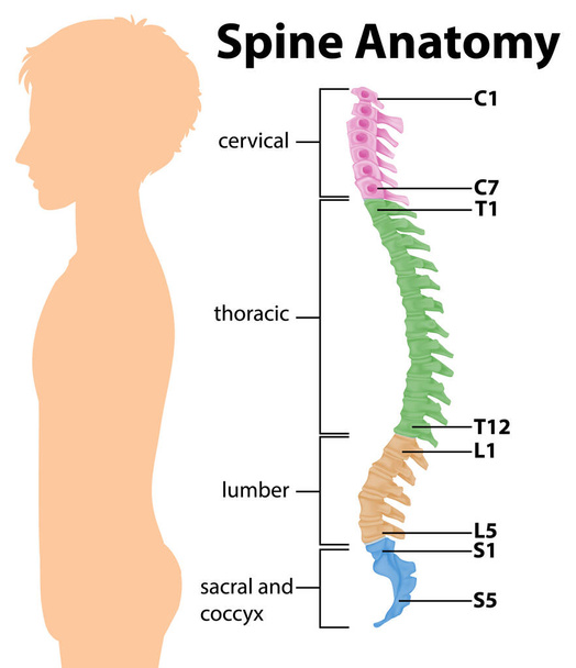 Anatomie de la colonne vertébrale ou des courbes vertébrales illustration infographique - Vecteur, image