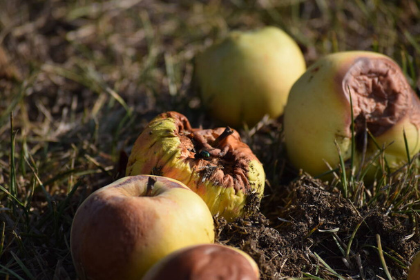 Goldfliege auf faulen Äpfeln - Foto, Bild