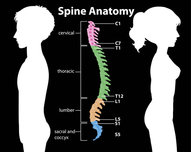 Anatomy of the spine or spinal curves infographic illustration - Vector, Image