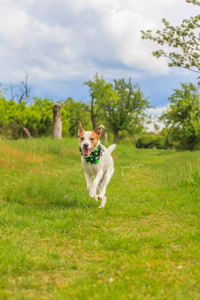 Biegnący pies w perspektywie gruntowej - Zdjęcie, obraz