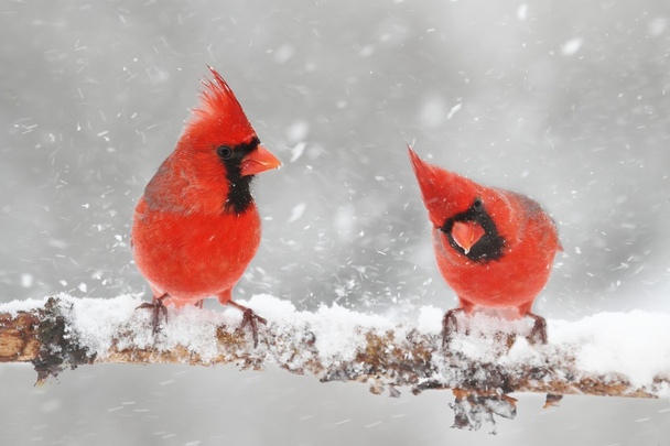 Cardinali nella neve
 - Foto, immagini