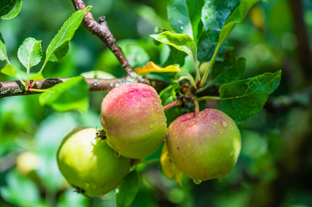 Valikoiva painopiste laukaus kastepeitteisiä vihreitä omenoita oksalla - Valokuva, kuva